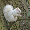 Grey Squirrel Sciurus carolinensis, female, albino, Alan Prowse